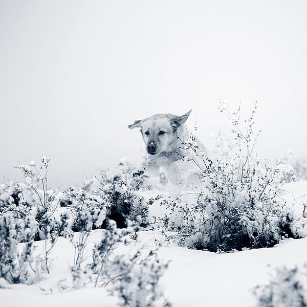 Ein Hund im Schnee.