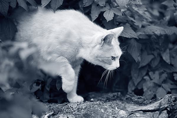 Eine Katze, die auf einem Felsen steht.