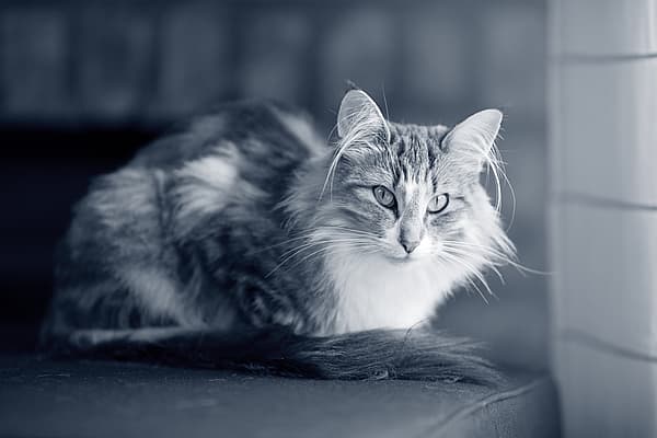 Eine Katze, die auf einer Couch liegt.