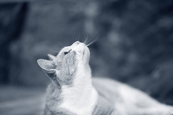 Eine Katze, die nach oben schaut.
