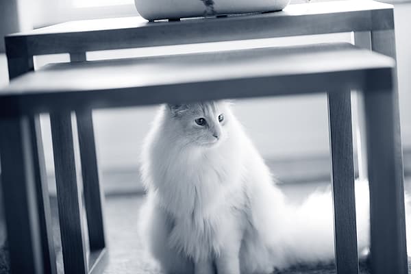 Eine Katze, die unter einem Tisch sitzt.