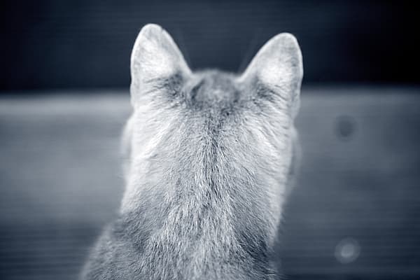 Der Rücken einer Katze.
