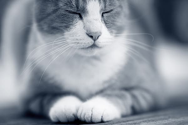 Nahaufnahme einer Katze.