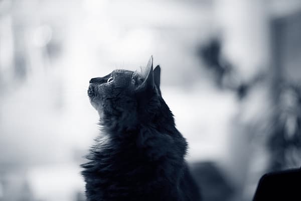 Eine Katze, die nach oben schaut.