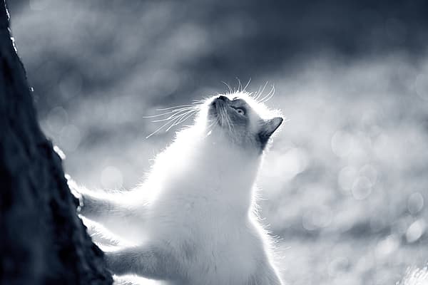 Birma-Katze schaut an einem Baum hoch