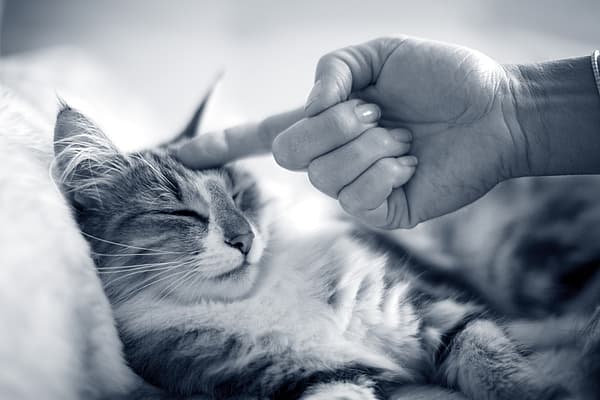 Eine Hand, die eine Katze berührt.