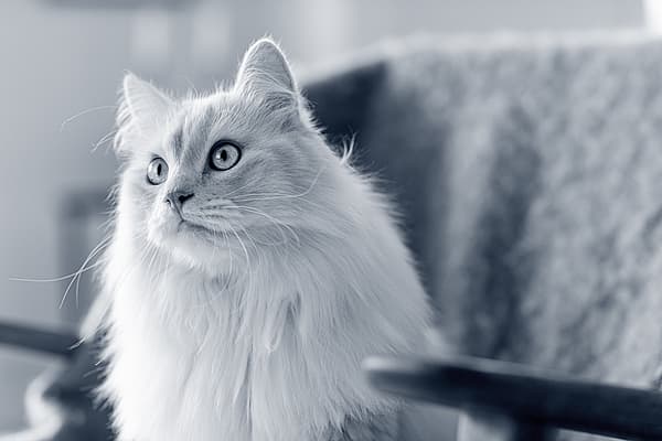 Eine weiße Katze mit glitzernden Augen.