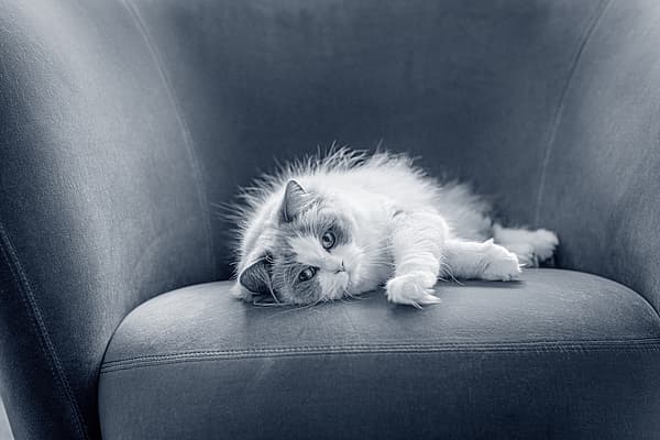 Katze frisst Katzenstreu | Was Sie dagegen tun knnen | AniCura Deutschland