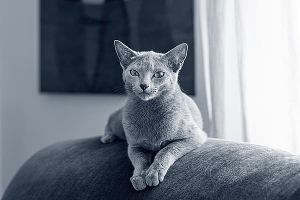 Eine Katze, die auf einer Couch liegt.