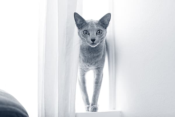 Eine Katze, die auf einem Fenstersims steht.