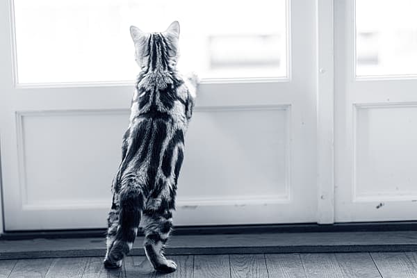 Katze schaut aus Fenster
