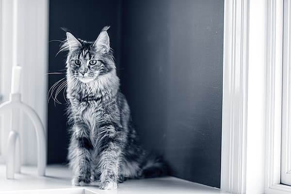 Eine Katze, die auf einem Fensterbrett sitzt.