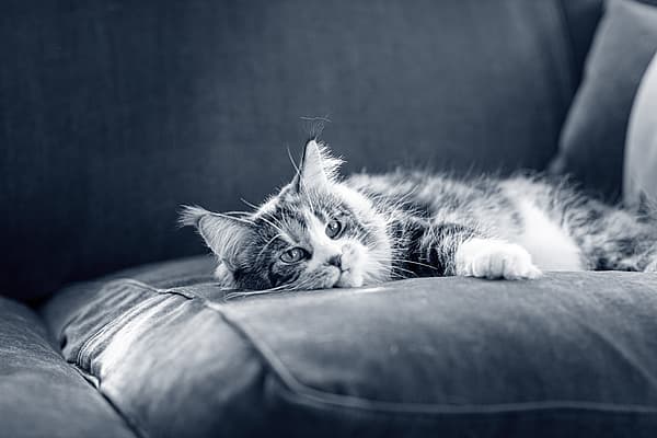 Eine Katze, die auf einer Couch liegt.