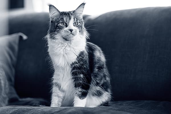 Eine Katze, die auf einer Couch sitzt.