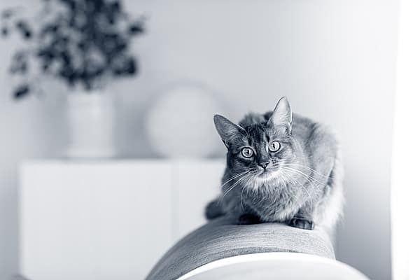 Eine Katze, die auf einer Couch sitzt.