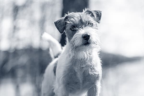 Ein Hund, der draußen im Schnee steht.