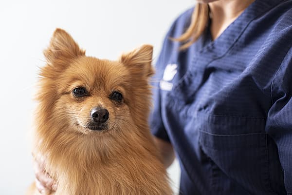 Ein Hund, der von einer Person gestreichelt wird.