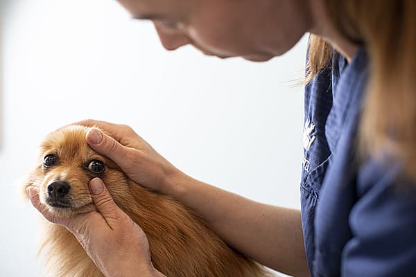 Tierärztin untersucht das Auge eines Hundes