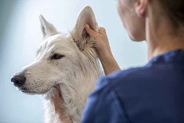 Eine Person, die einen Hund streichelt.