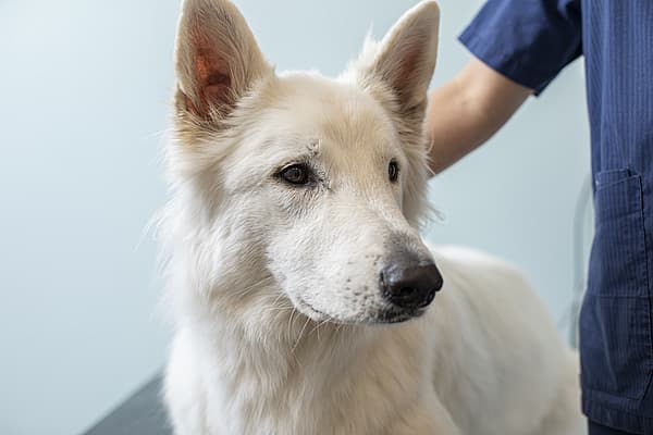 Ein weißer Hund mit schwarzer Nase und schwarzen Ohren.