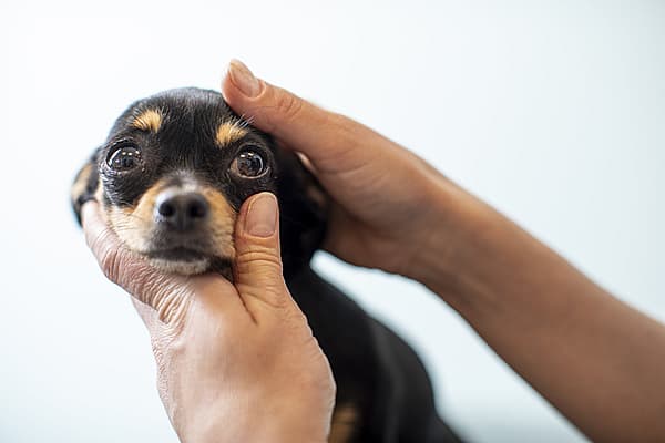A person holding a dog.