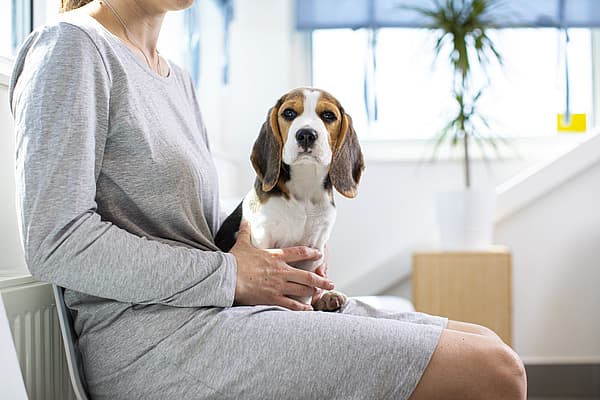 A person holding a dog.