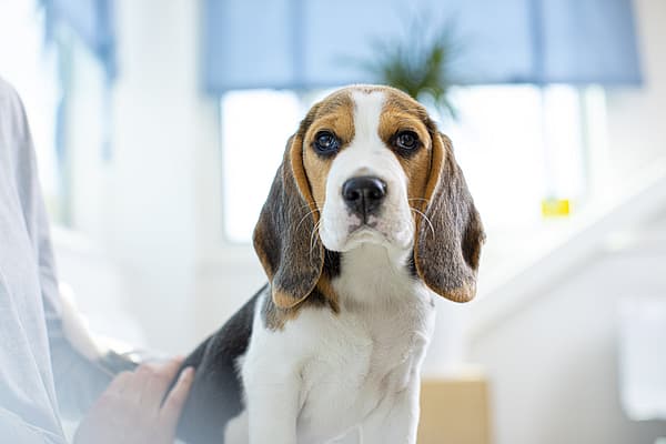 Ein Hund, der in die Kamera schaut.