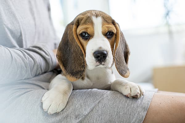 Ein Hund, der auf dem Schoß einer Person liegt.