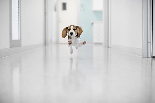Ein Hund, der in einem Flur läuft.