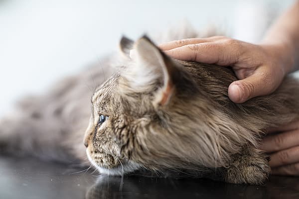 Eine Hand, die eine Katze streichelt.