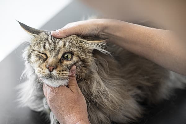 Eine Person, die eine Katze streichelt.