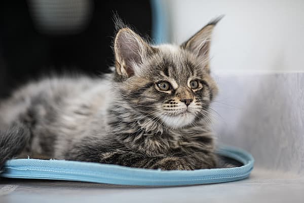 Eine Katze, die in einem blauen Gegenstand liegt.