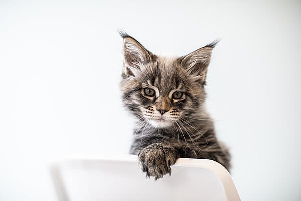 Eine Katze, die auf einem Stuhl sitzt.