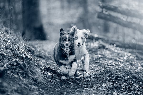 Zwei Welpen rennen auf einem Waldweg