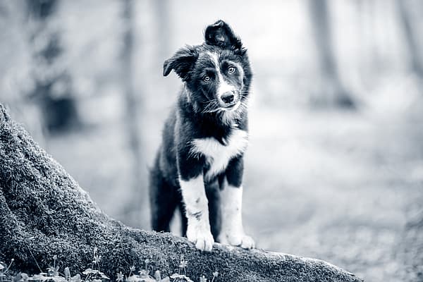 Ein Hund, der auf einem Baumstamm steht.