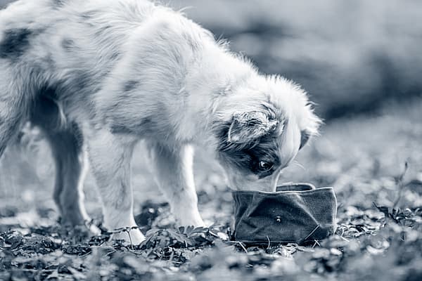 Welpe, der draußen etwas frisst