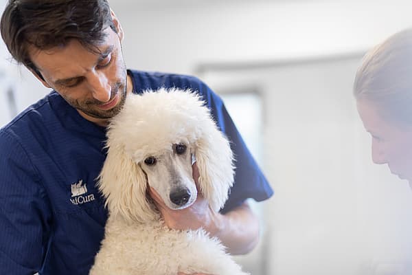 A person holding a white dog.