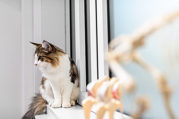 Eine Katze, die auf einem Fensterbrett sitzt.
