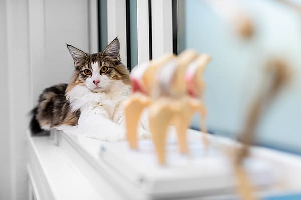 Eine Katze, die auf einem Fensterbrett liegt.