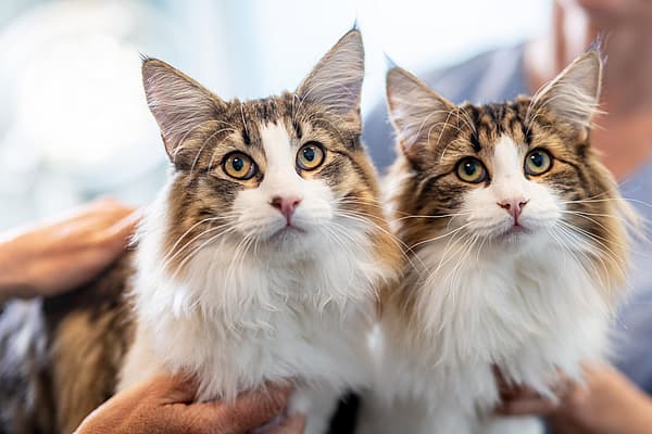 Zwei Katzen mit langen Schnurrhaaren.
