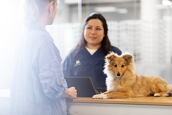 Eine Person, die mit einem Hund hinter einem Schreibtisch steht.
