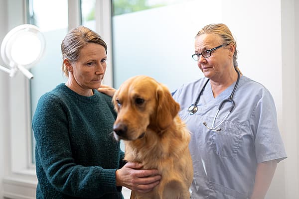 Eine Person und ein Hund.