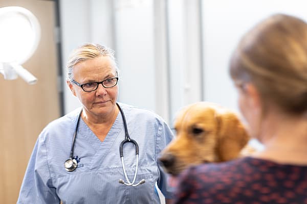 Eine Person in einem blauen Kittel spricht mit einem Hund.