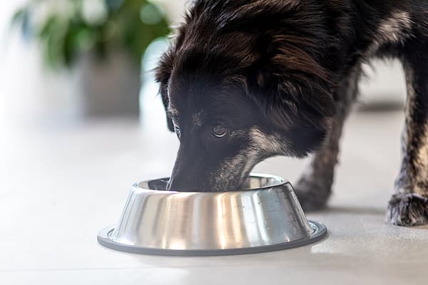 Hund frisst aus einer Schüssel