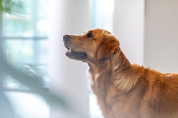 Ein Hund, der zur Seite hinaufschaut.