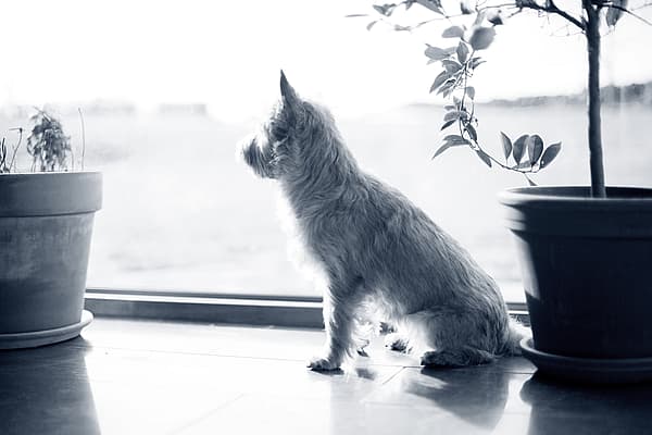 Terrier sitzt vor Fensterfront mit Blumentöpfen