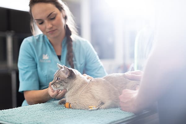 Eine Person, die eine Katze hält.