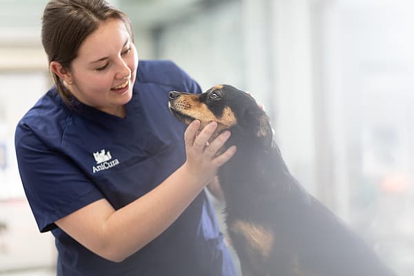 Tierärztin untersucht den Kopf eines Hundes