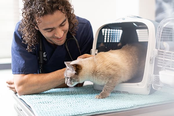 Eine Person mit einem Stethoskop, die eine Katze in einer Transportbox betrachtet.