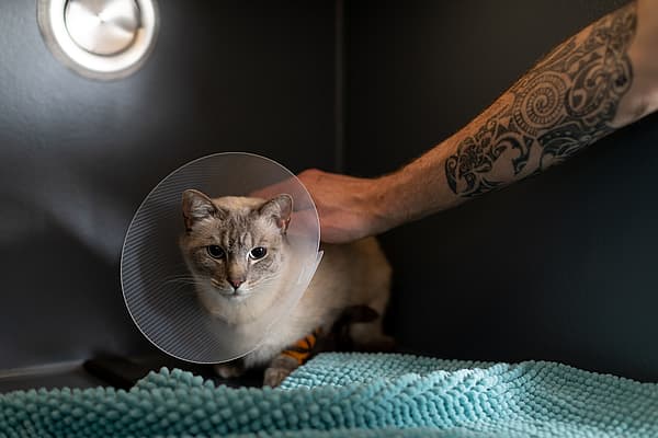 Eine Person, die eine Katze mit einem Kegel auf dem Kopf streichelt.